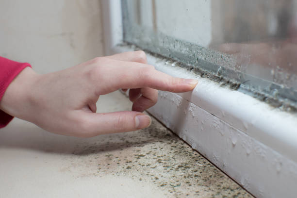 Best Post-Construction Mold Inspection  in Port Washington, WI